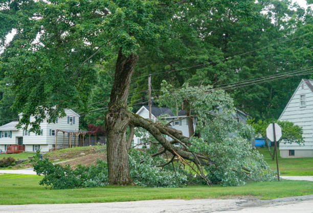 Best Affordable Tree Service  in Pontiac, MI